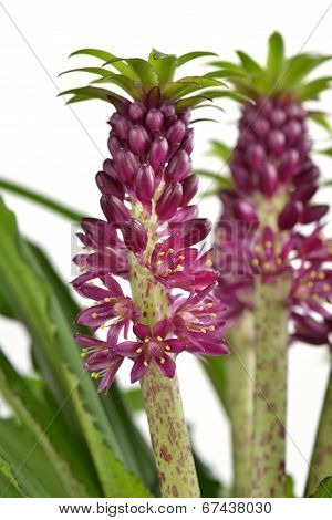 Eucomis 'aloha Lily Leia'