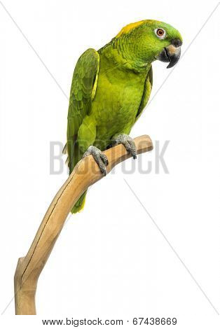 Yellow-naped parrot (6 years old) perched on a branch, isolated on white