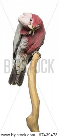 Rose-breasted Cockatoo (2 years old) perched on a branch, isolated on white