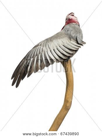 Rose-breasted Cockatoo (2 years old) perched on a branch, isolated on white