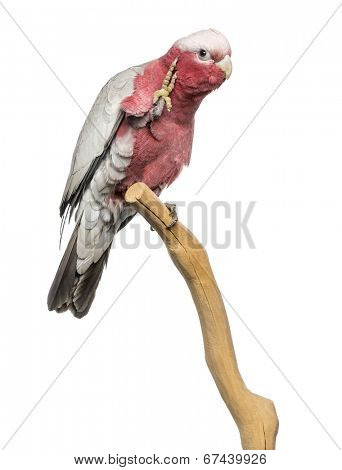 Rose-breasted Cockatoo (2 years old) perched on a branch, isolated on white