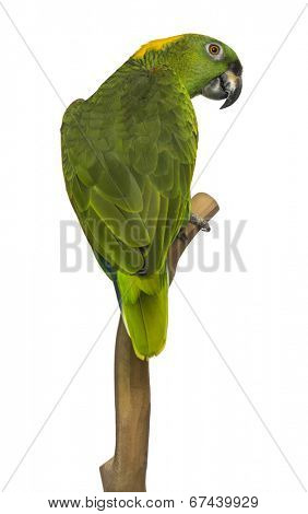 Yellow-naped parrot (6 years old) perched on a branch, isolated on white