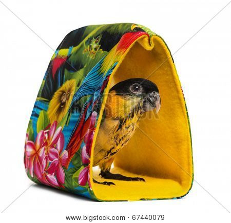 Young Black-capped Parrot (10 weeks old) standing in a bag, isolated on white