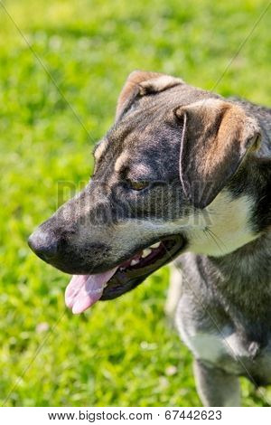 German Sheppard Mix