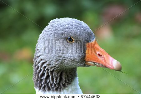 Greylag goose (Anser anser)