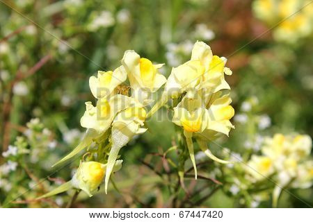 toadflax