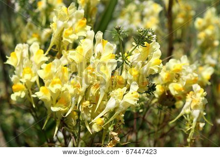 toadflax