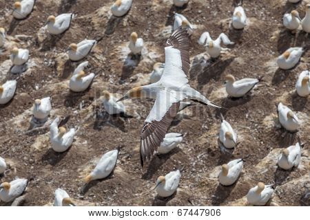 The Austalasian Gannet Flying Above Gannet Colony