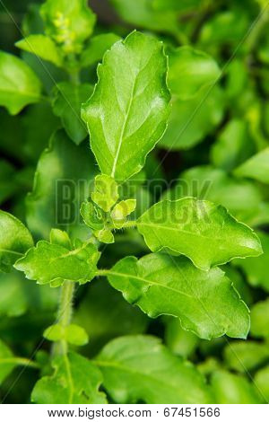 Thai Holy Basil