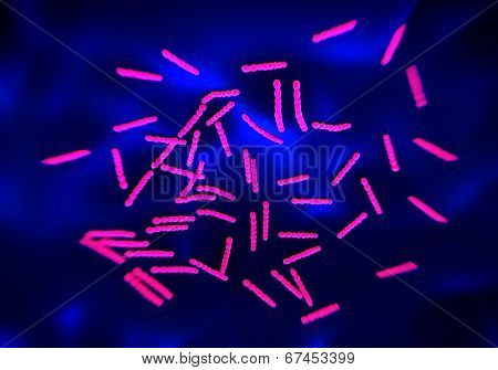 Streptococcus pneumoniae, bacteria artwork