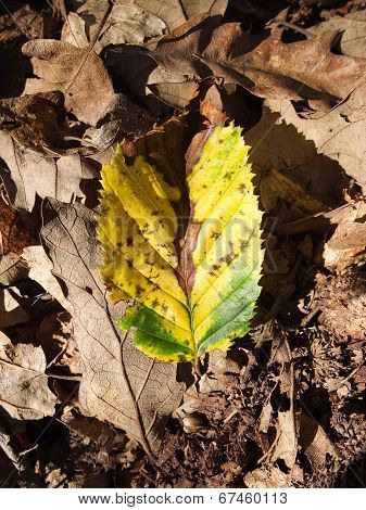 Dry leaf.