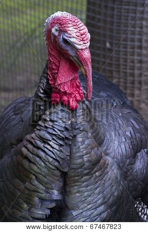 Portrait Of A Male Turkey In The Autumn Overcast Day