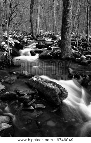 Noir et blanc ruisseau dans les bois
