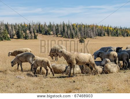 Sheep Herd In Dixie National Forest