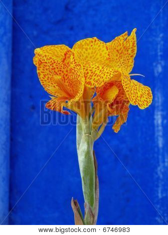 Canna-Lilie