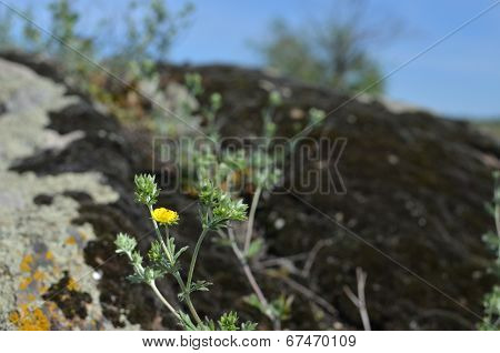 Flowers and grass in the forest