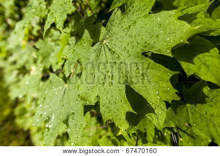 The Branch Of Maple Closeup