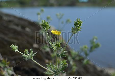 Flowers and grass in the forest