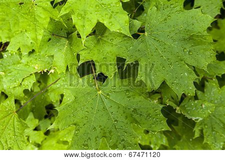 The Branch Of Maple Closeup