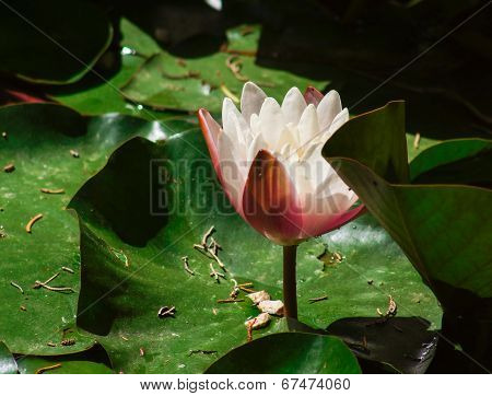 Water Lily