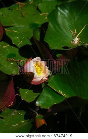 Water Lily