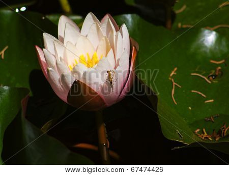 Water Lily