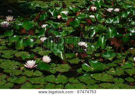 Water Lily