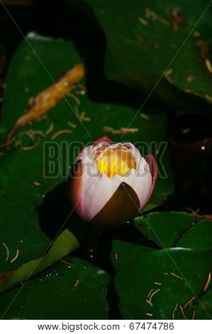 Water Lily