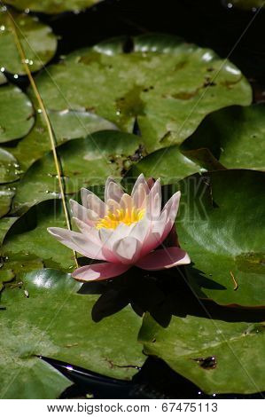 Water Lily