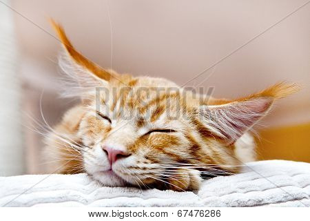 Kitten on scratching post