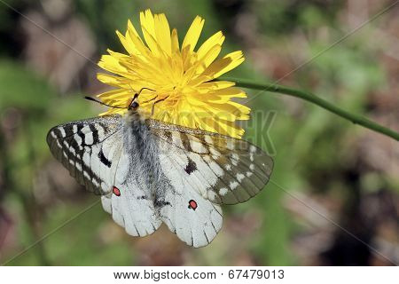 Clodius Parnassian on Dandelion