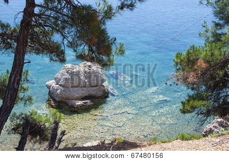 pine cones in the sea