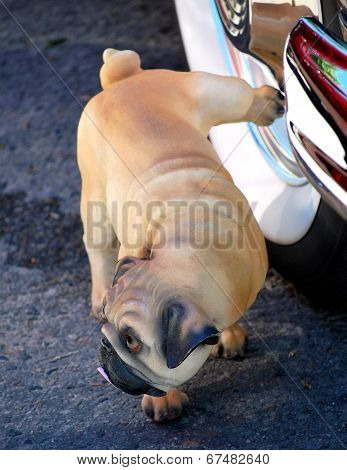 Pug urinating.