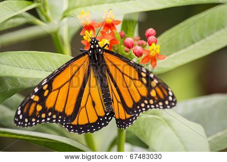 Monarch Butterfly