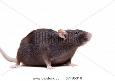 Rat, 3 year old on white