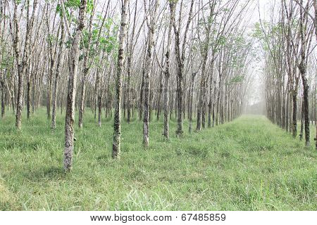 Rubber Plants