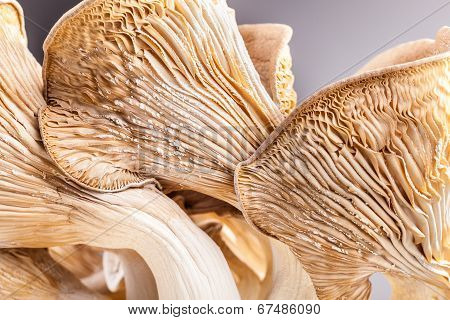Pleurotus Eryngii Hymenophore