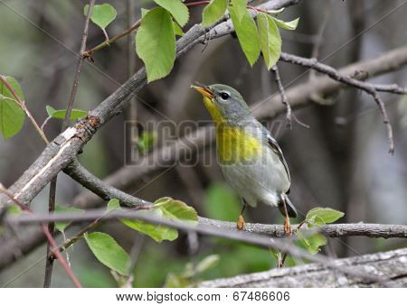 Female Northern Parula