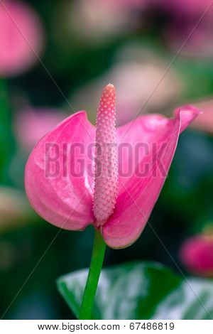 Closeup On Spadix Flower.