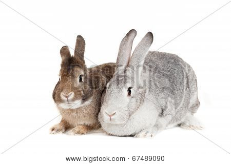 Two rabbits on a white background