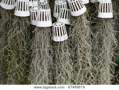 Tillandsia Usneoides