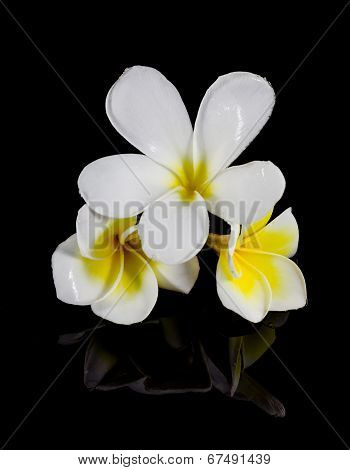Frangipani Flower Isolated On Black Background