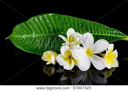 Frangipani Flower Isolated On Black Background