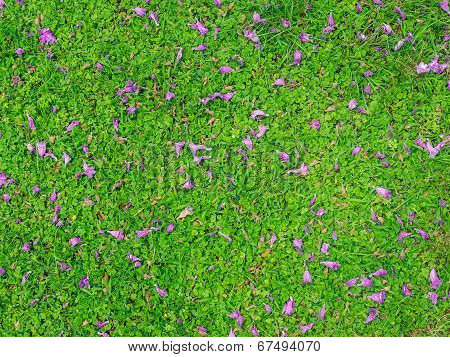 Pink flowers on the green grass
