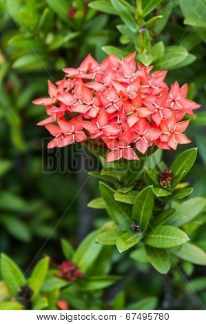 Orange Flowers Of Rubiaceae Tree (jungle Geranium ,ixora Coccinea)