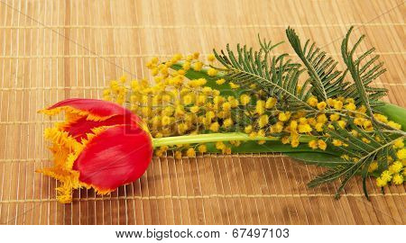 Branch of a mimosa and tulip