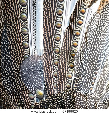 Great Argus Feathers