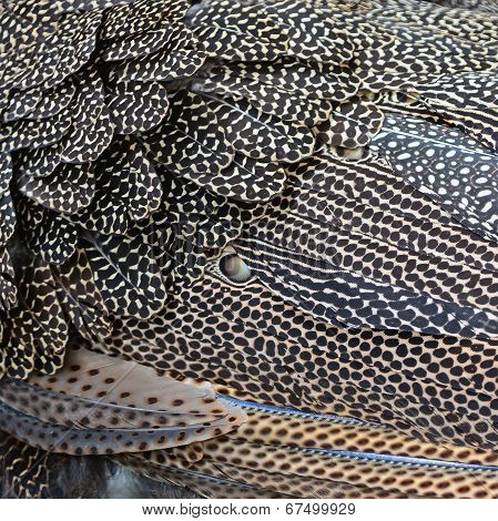 Great Argus Feathers