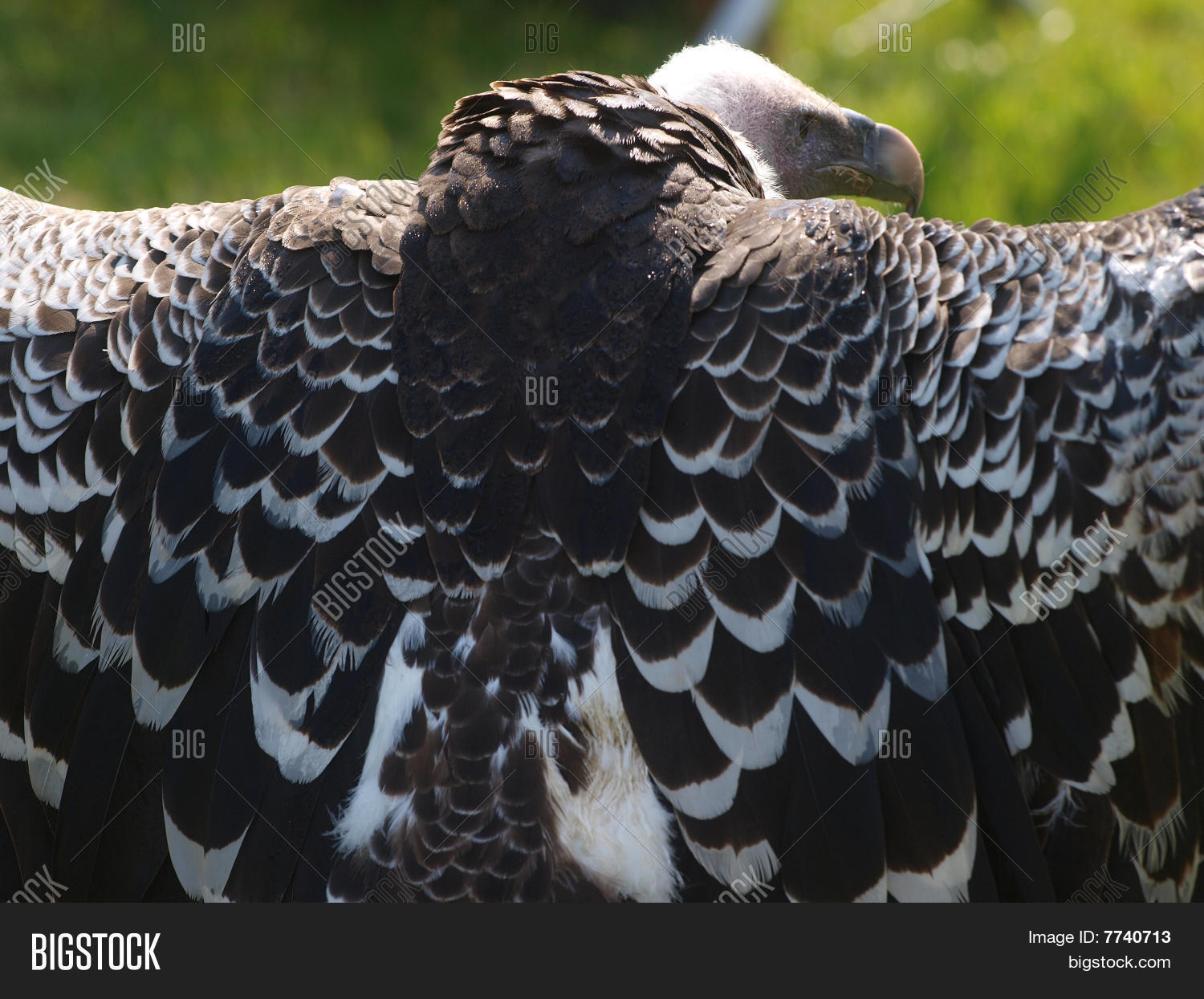 Image Preview