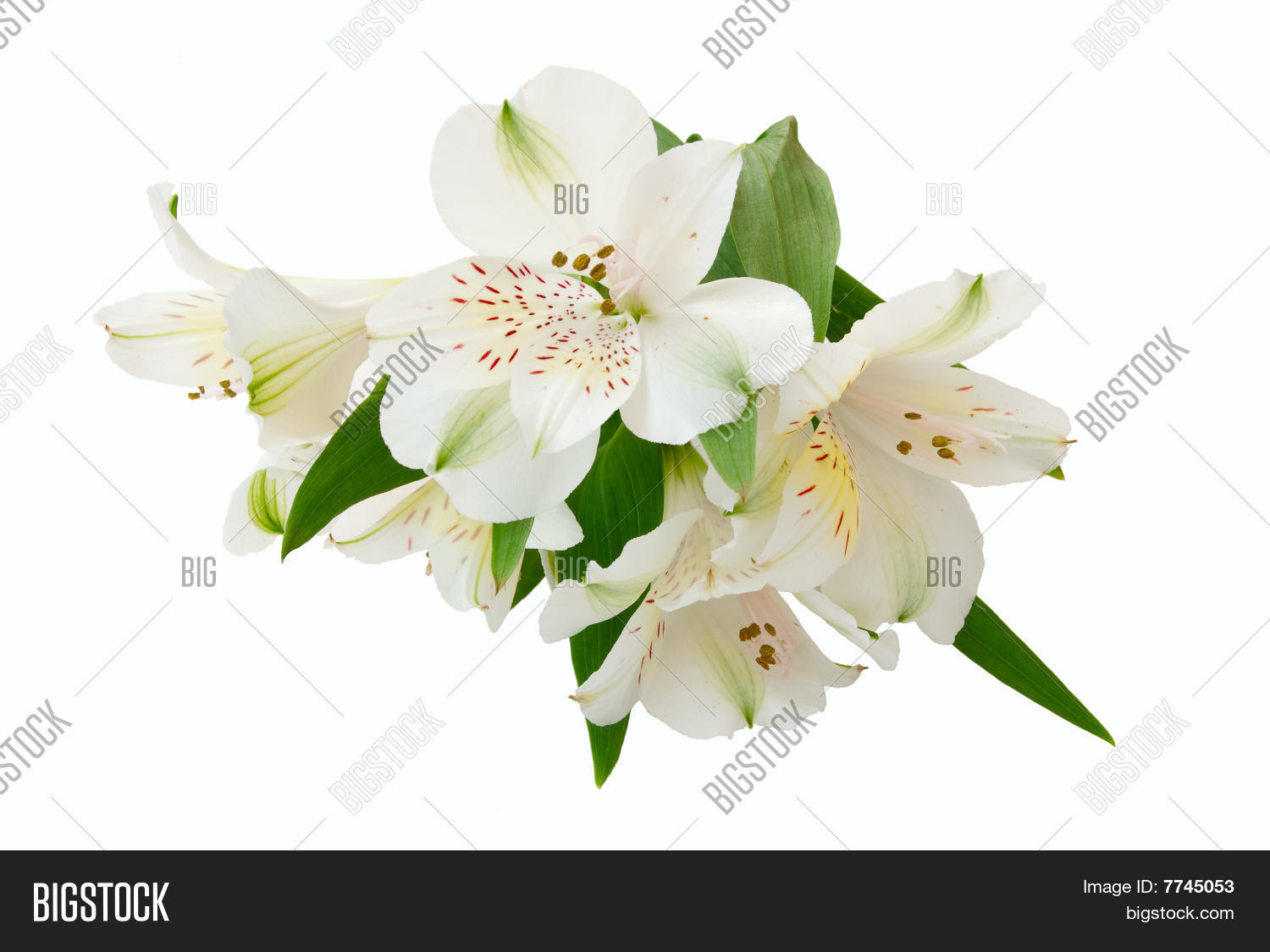 Image Preview